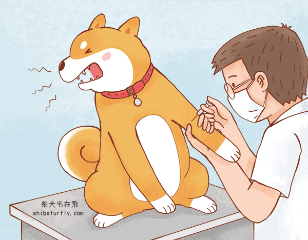 狗狗害怕看醫生怎麼辦? 