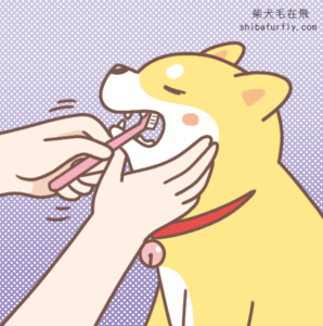 如何幫狗狗刷牙