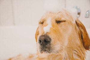 狗狗多久洗一次澡